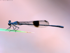 Nososticta kalumburu