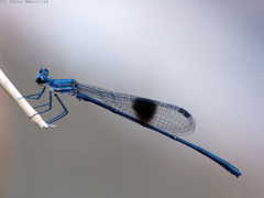 Nososticta kalumburu