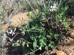 Pelargonium echinatum