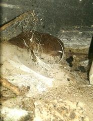Crocidura russula