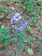 Symphyotrichum retroflexum