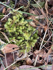 Ptychomnion aciculare