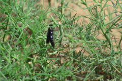 Phyllomydas phyllocerus