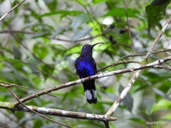 Campylopterus hemileucurus