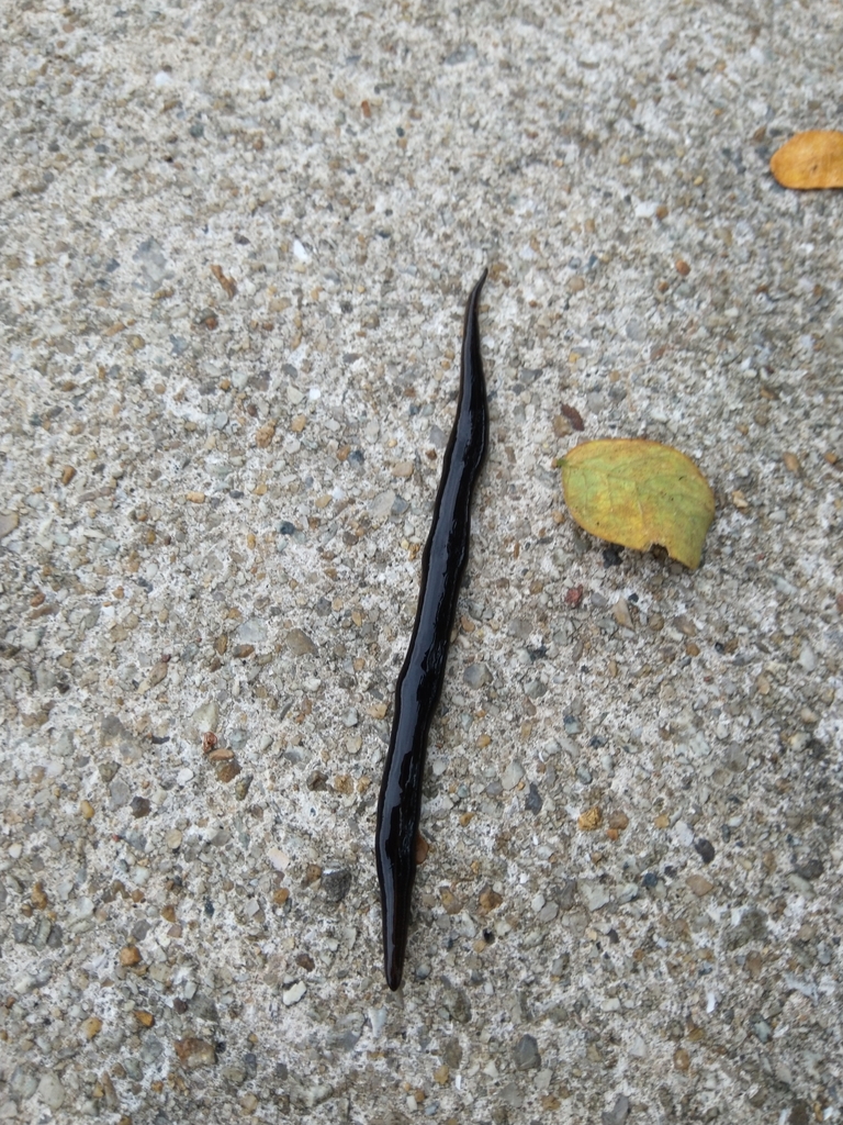 New Guinea Flatworm from Marina South, Singapore on September 19, 2022 ...