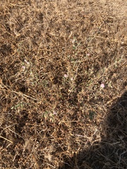 Acmispon americanus americanus