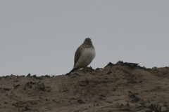 Thinocorus rumicivorus