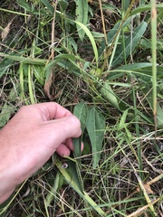 Helianthus occidentalis