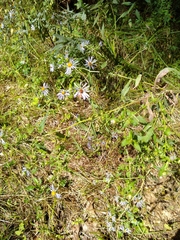 Symphyotrichum puniceum