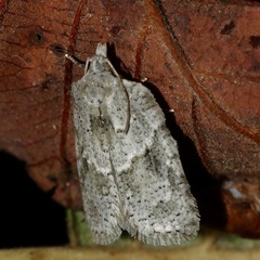 Acleris placidana