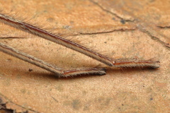 Heteropoda venatoria