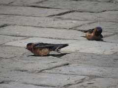 Hirundo rustica