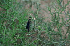 Phyllomydas phyllocerus