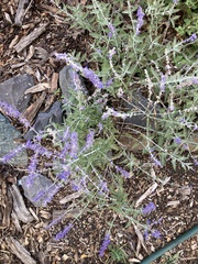 Salvia yangii