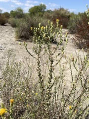 Heterotheca sessiliflora