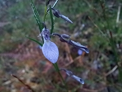 Violaceae