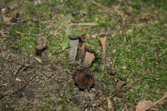 Craterellus fallax