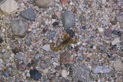 Paravaejovis spinigerus