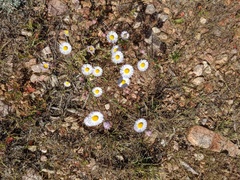 Erigeron divergens