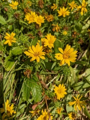 Grindelia integrifolia
