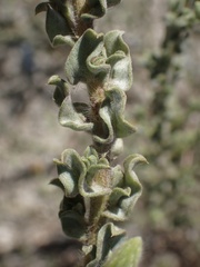 Heterotheca sessiliflora