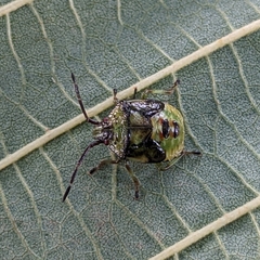 Acanthosomatinae