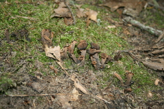 Craterellus fallax