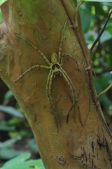 Heteropoda venatoria