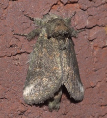 Rifargia subrotata