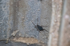 Paraphrynus carolynae