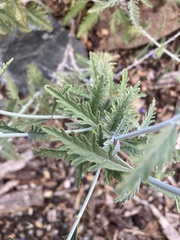 Salvia yangii