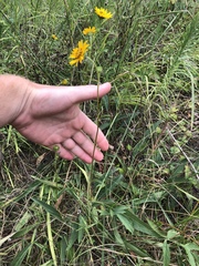 Helianthus occidentalis