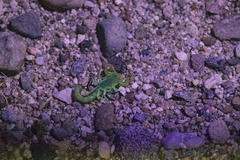 Paravaejovis spinigerus