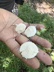 Cystolepiota