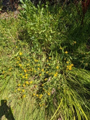 Grindelia integrifolia