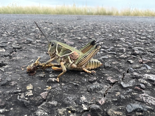 Plains lubber grasshopper