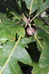 Andricus quercuspetiolicola