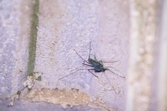 Paraphrynus carolynae