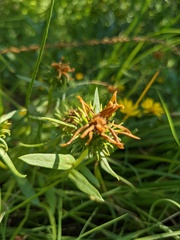 Grindelia integrifolia