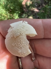 Cystolepiota