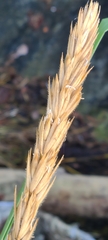Leymus mollis