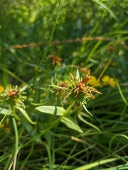 Grindelia integrifolia