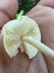 Cystolepiota