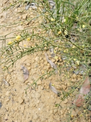 Acacia aculeatissima