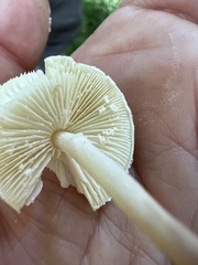 Cystolepiota