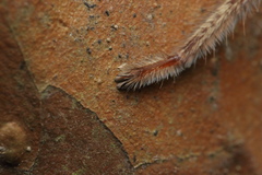 Heteropoda venatoria