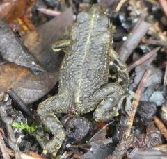 Anaxyrus boreas boreas