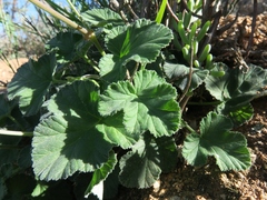 Pelargonium echinatum