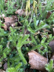 Lycopodium clavatum