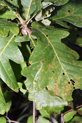 Andricus quercuspetiolicola